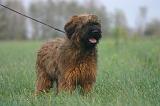 BRIARD 303